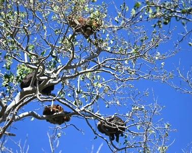 O Pantanal emociona