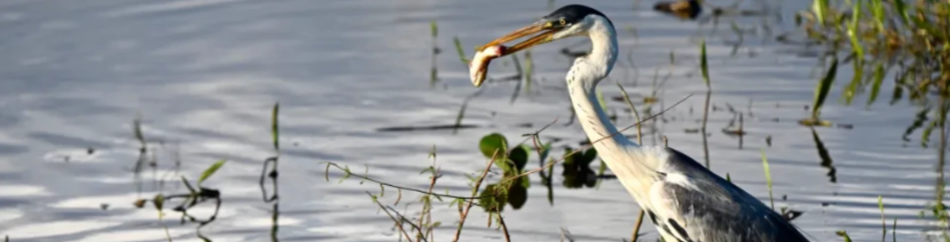 Pantanal - Pousada Aguapé