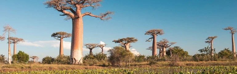 Madagascar: Essências do Sul